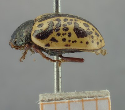 BE-RBINS-ENT Calligrapha_290 Calligrapha pantherina Lateral.jpg BE-RBINS-ENT Calligrapha_290 Calligrapha pantherina Lateral.jpg