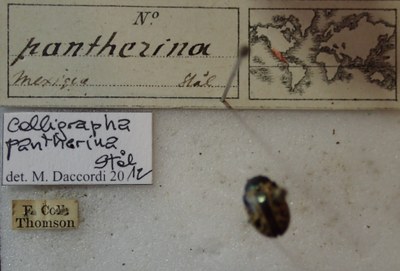 BE-RBINS-ENT Calligrapha_291 Calligrapha pantherina Label.jpg BE-RBINS-ENT Calligrapha_291 Calligrapha pantherina Label.jpg