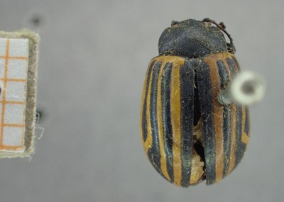 BE-RBINS-ENT Calligrapha_292 Calligrapha percheroni Dorsal.jpg BE-RBINS-ENT Calligrapha_292 Calligrapha percheroni Dorsal.jpg
