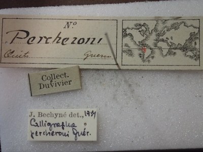 BE-RBINS-ENT Calligrapha_292 Calligrapha percheroni Label.JPG BE-RBINS-ENT Calligrapha_292 Calligrapha percheroni Label.JPG