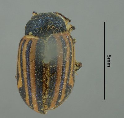 BE-RBINS-ENT Calligrapha_293 Calligrapha percheroni Dorsal.jpg BE-RBINS-ENT Calligrapha_293 Calligrapha percheroni Dorsal.jpg