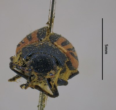 BE-RBINS-ENT Calligrapha_293 Calligrapha percheroni Frontal.jpg BE-RBINS-ENT Calligrapha_293 Calligrapha percheroni Frontal.jpg