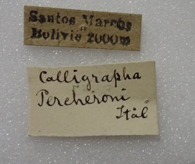BE-RBINS-ENT Calligrapha_293 Calligrapha percheroni Label.jpg BE-RBINS-ENT Calligrapha_293 Calligrapha percheroni Label.jpg