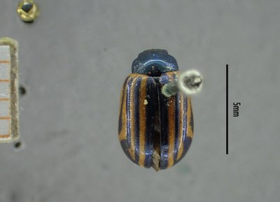 BE-RBINS-ENT Calligrapha_294 Calligrapha percheroni Dorsal.jpg BE-RBINS-ENT Calligrapha_294 Calligrapha percheroni Dorsal.jpg