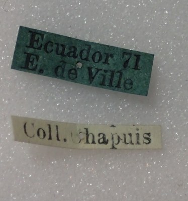 BE-RBINS-ENT Calligrapha_294 Calligrapha percheroni Label.jpg BE-RBINS-ENT Calligrapha_294 Calligrapha percheroni Label.jpg