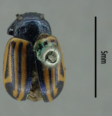 BE-RBINS-ENT Calligrapha_295 Calligrapha percheroni Dorsal.jpg BE-RBINS-ENT Calligrapha_295 Calligrapha percheroni Dorsal.jpg