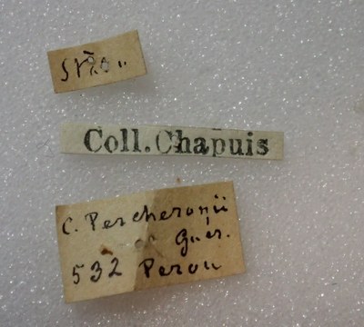 BE-RBINS-ENT Calligrapha_297 Calligrapha percheroni Label.jpg