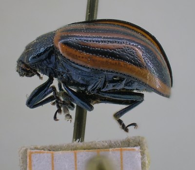 BE-RBINS-ENT Calligrapha_297 Calligrapha percheroni Lateral.jpg BE-RBINS-ENT Calligrapha_297 Calligrapha percheroni Lateral.jpg