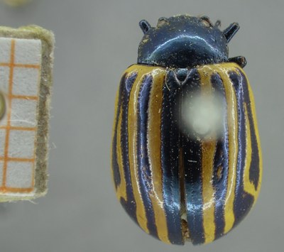 BE-RBINS-ENT Calligrapha_298 Calligrapha percheroni Dorsal.jpg BE-RBINS-ENT Calligrapha_298 Calligrapha percheroni Dorsal.jpg