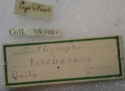 BE-RBINS-ENT Calligrapha_298 Calligrapha percheroni Label.jpg BE-RBINS-ENT Calligrapha_298 Calligrapha percheroni Label.jpg