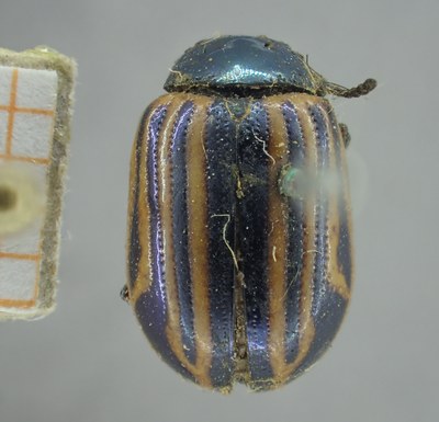 BE-RBINS-ENT Calligrapha_299 Calligrapha percheroni Dorsal.jpg BE-RBINS-ENT Calligrapha_299 Calligrapha percheroni Dorsal.jpg