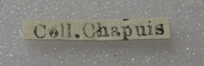 BE-RBINS-ENT Calligrapha_299 Calligrapha percheroni Label.jpg BE-RBINS-ENT Calligrapha_299 Calligrapha percheroni Label.jpg