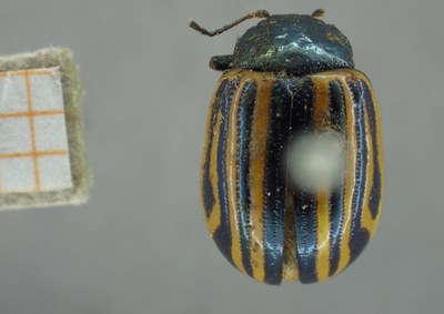 BE-RBINS-ENT Calligrapha_300 Calligrapha percheroni Dorsal.jpg BE-RBINS-ENT Calligrapha_300 Calligrapha percheroni Dorsal.jpg
