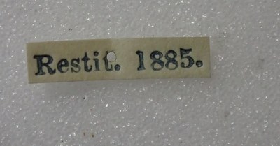 BE-RBINS-ENT Calligrapha_301 Calligrapha percheroni Label.jpg BE-RBINS-ENT Calligrapha_301 Calligrapha percheroni Label.jpg