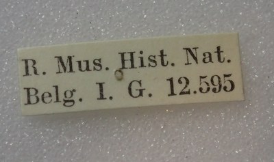BE-RBINS-ENT Calligrapha_303 Calligrapha percheroni Label.jpg BE-RBINS-ENT Calligrapha_303 Calligrapha percheroni Label.jpg
