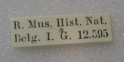 BE-RBINS-ENT Calligrapha_304 Calligrapha percheroni label.jpg BE-RBINS-ENT Calligrapha_304 Calligrapha percheroni label.jpg