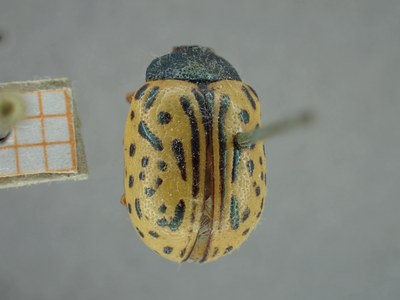 BE-RBINS-ENT Calligrapha_305 Calligrapha philadelphica Dorsal.jpg BE-RBINS-ENT Calligrapha_305 Calligrapha philadelphica Dorsal.jpg