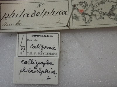 BE-RBINS-ENT Calligrapha_305 Calligrapha philadelphica Label.jpg BE-RBINS-ENT Calligrapha_305 Calligrapha philadelphica Label.jpg
