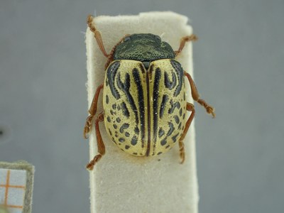 BE-RBINS-ENT Calligrapha_306 Calligrapha philadelphica Dorsal.jpg BE-RBINS-ENT Calligrapha_306 Calligrapha philadelphica Dorsal.jpg