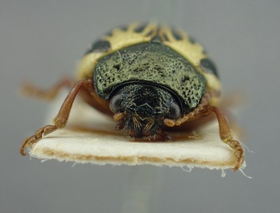 BE-RBINS-ENT Calligrapha_306 Calligrapha philadelphica Frontal.jpg BE-RBINS-ENT Calligrapha_306 Calligrapha philadelphica Frontal.jpg