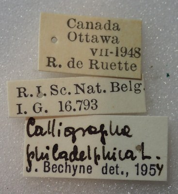 BE-RBINS-ENT Calligrapha_306 Calligrapha philadelphica Label.jpg BE-RBINS-ENT Calligrapha_306 Calligrapha philadelphica Label.jpg