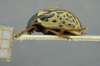 BE-RBINS-ENT Calligrapha_306 Calligrapha philadelphica Lateral.jpg BE-RBINS-ENT Calligrapha_306 Calligrapha philadelphica Lateral.jpg