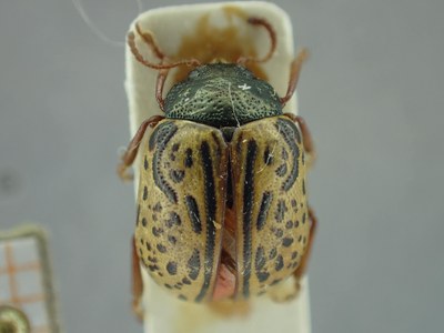 BE-RBINS-ENT Calligrapha_307 Calligrapha philadelphica Dorsal.jpg BE-RBINS-ENT Calligrapha_307 Calligrapha philadelphica Dorsal.jpg