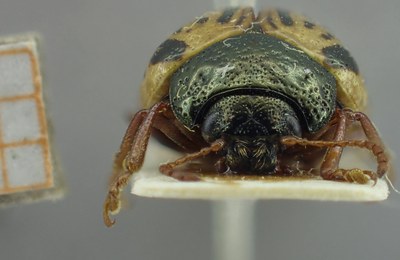 BE-RBINS-ENT Calligrapha_307 Calligrapha philadelphica Frontal.jpg BE-RBINS-ENT Calligrapha_307 Calligrapha philadelphica Frontal.jpg
