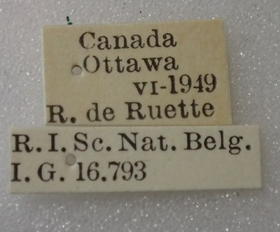 BE-RBINS-ENT Calligrapha_307 Calligrapha philadelphica Label.jpg BE-RBINS-ENT Calligrapha_307 Calligrapha philadelphica Label.jpg
