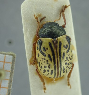 BE-RBINS-ENT Calligrapha_308 Calligrapha philadelphica Dorsal.jpg BE-RBINS-ENT Calligrapha_308 Calligrapha philadelphica Dorsal.jpg