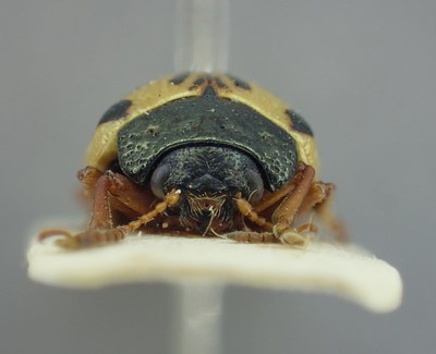BE-RBINS-ENT Calligrapha_308 Calligrapha philadelphica Frontal.jpg BE-RBINS-ENT Calligrapha_308 Calligrapha philadelphica Frontal.jpg