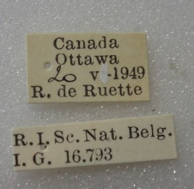 BE-RBINS-ENT Calligrapha_308 Calligrapha philadelphica Label.jpg BE-RBINS-ENT Calligrapha_308 Calligrapha philadelphica Label.jpg