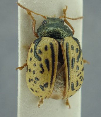 BE-RBINS-ENT Calligrapha_309 Calligrapha philadelphica Dorsal.jpg BE-RBINS-ENT Calligrapha_309 Calligrapha philadelphica Dorsal.jpg