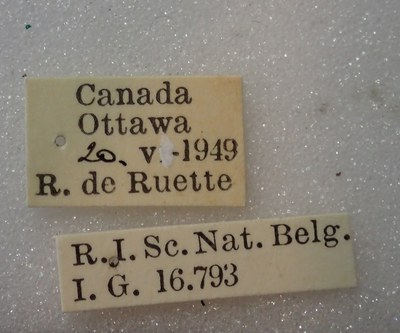 BE-RBINS-ENT Calligrapha_309 Calligrapha philadelphica Label.jpg BE-RBINS-ENT Calligrapha_309 Calligrapha philadelphica Label.jpg