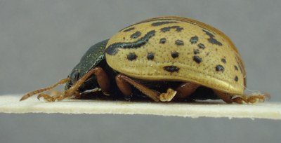 BE-RBINS-ENT Calligrapha_309 Calligrapha philadelphica Lateral.jpg BE-RBINS-ENT Calligrapha_309 Calligrapha philadelphica Lateral.jpg
