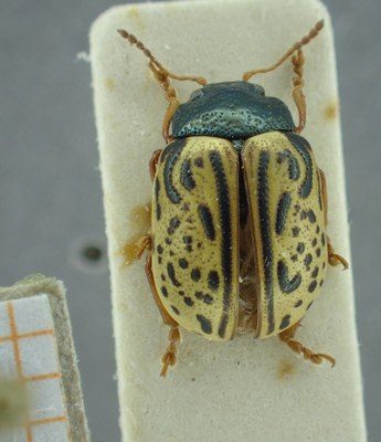 BE-RBINS-ENT Calligrapha_310 Calligrapha philadelphica Dorsal.jpg BE-RBINS-ENT Calligrapha_310 Calligrapha philadelphica Dorsal.jpg
