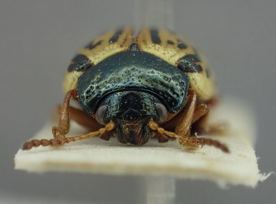 BE-RBINS-ENT Calligrapha_310 Calligrapha philadelphica Frontal.jpg BE-RBINS-ENT Calligrapha_310 Calligrapha philadelphica Frontal.jpg