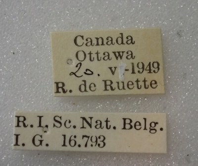 BE-RBINS-ENT Calligrapha_310 Calligrapha philadelphica Label.jpg BE-RBINS-ENT Calligrapha_310 Calligrapha philadelphica Label.jpg