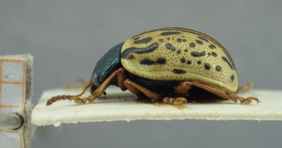 BE-RBINS-ENT Calligrapha_310 Calligrapha philadelphica Lateral.jpg BE-RBINS-ENT Calligrapha_310 Calligrapha philadelphica Lateral.jpg