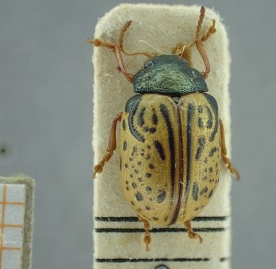 BE-RBINS-ENT Calligrapha_311 Calligrapha philadelphica Dorsal.jpg BE-RBINS-ENT Calligrapha_311 Calligrapha philadelphica Dorsal.jpg