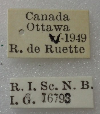 BE-RBINS-ENT Calligrapha_311 Calligrapha philadelphica Label.jpg BE-RBINS-ENT Calligrapha_311 Calligrapha philadelphica Label.jpg