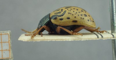 BE-RBINS-ENT Calligrapha_311 Calligrapha philadelphica Lateral.jpg BE-RBINS-ENT Calligrapha_311 Calligrapha philadelphica Lateral.jpg