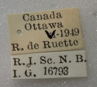BE-RBINS-ENT Calligrapha_312 Calligrapha philadelphica Label.jpg BE-RBINS-ENT Calligrapha_312 Calligrapha philadelphica Label.jpg