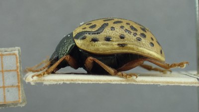 BE-RBINS-ENT Calligrapha_312 Calligrapha philadelphica Lateral.jpg BE-RBINS-ENT Calligrapha_312 Calligrapha philadelphica Lateral.jpg