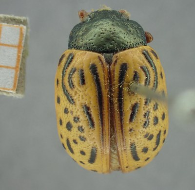 BE-RBINS-ENT Calligrapha_315 Calligrapha philadelphica Dorsal.jpg BE-RBINS-ENT Calligrapha_315 Calligrapha philadelphica Dorsal.jpg