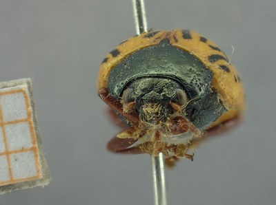 BE-RBINS-ENT Calligrapha_315 Calligrapha philadelphica Frontal.jpg BE-RBINS-ENT Calligrapha_315 Calligrapha philadelphica Frontal.jpg