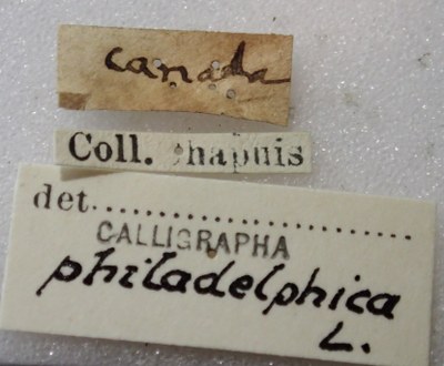 BE-RBINS-ENT Calligrapha_315 Calligrapha philadelphica Label.jpg BE-RBINS-ENT Calligrapha_315 Calligrapha philadelphica Label.jpg