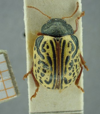 BE-RBINS-ENT Calligrapha_316 Calligrapha philadelphica Dorsal.jpg BE-RBINS-ENT Calligrapha_316 Calligrapha philadelphica Dorsal.jpg