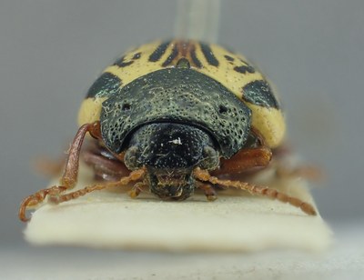 BE-RBINS-ENT Calligrapha_316 Calligrapha philadelphica Frontal.jpg BE-RBINS-ENT Calligrapha_316 Calligrapha philadelphica Frontal.jpg