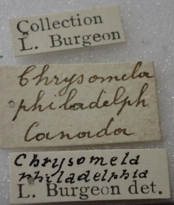BE-RBINS-ENT Calligrapha_316 Calligrapha philadelphica Label.jpg BE-RBINS-ENT Calligrapha_316 Calligrapha philadelphica Label.jpg